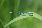 Coenagrion puella