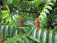 20120814 Vinegar tree Hockenheim3.jpg