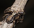 Braune Krabbenspinne - Xysticus cristatus, Männchen mit Beute