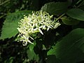 Roter Hartriegel (Cornus sanguinea)