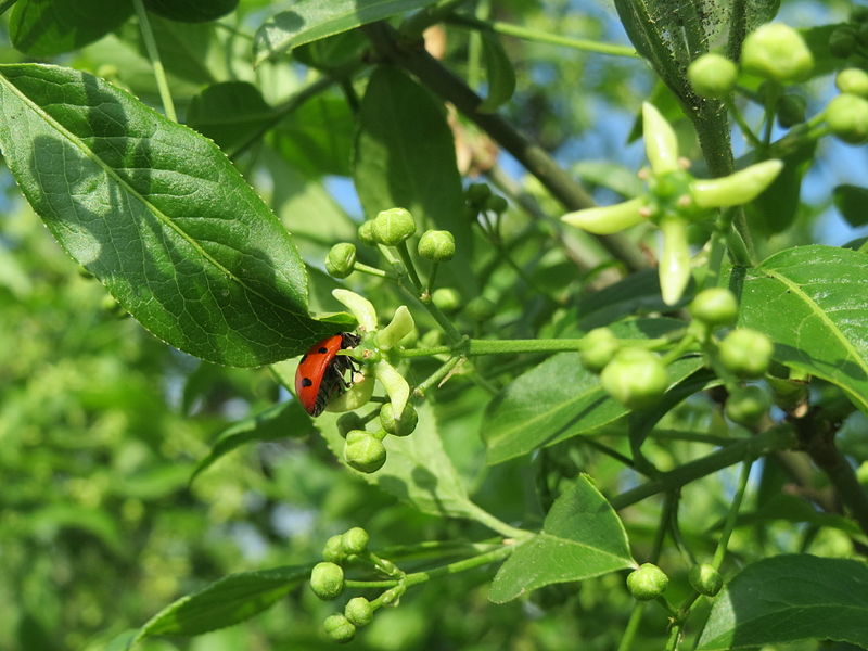 File:20140406Euonymus europaeus7.jpg