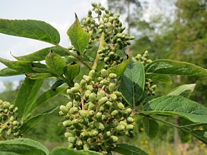 20140421Sambucus racemosa2.jpg