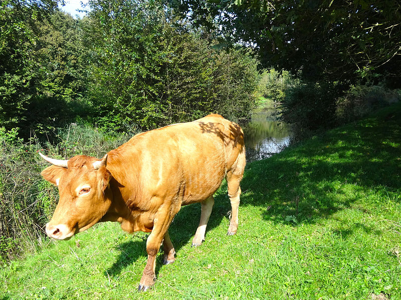 File:20140912 Adriaan Hom Poel Hulkensteinse Bos.jpg