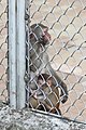 * Nomination The rhesus macaque (Macaca mulatta). Apery. Research Institute of Experimental Pathology and Therapy, Academy of Sciences of Abkhazia. Sukhumi, Abkhazia. --Halavar 00:47, 28 January 2015 (UTC) * Decline Only the grid is sharp, not the monkeys. --Steindy 00:13, 30 January 2015 (UTC)