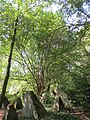 20160922Cornus mas5.jpg