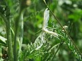 Pterophorus pentadactyla (Federgeistchen), Pterophoridae (Federmotten)