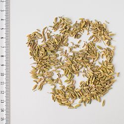 2017 0102 fennel seeds.jpg