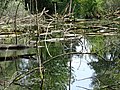 Petite Camargue Alasacienne