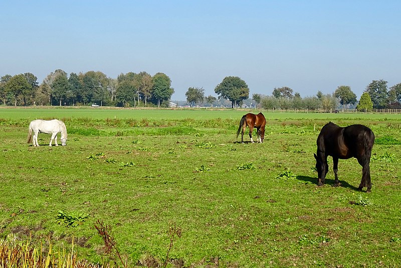 File:20181010 Fries landschap2 langs de Leppedijk Nij Beets.jpg