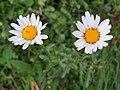 2019-06-07 (100) Leucanthemum vulgare (ox-eye daisy) with Triungulinus (three claws) at Bichlhäusl, Tiefgrabenrotte, Frankenfels, Austria.jpg