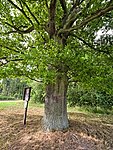 File:2020-07-10 ND Heideneiche in Weilmünster (Hessen) 02.jpg (Category:Natural monuments in Landkreis Limburg-Weilburg)