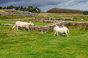 A view of Housesteads Roman Fort along Hadrian's Wall in the United Kingdom.