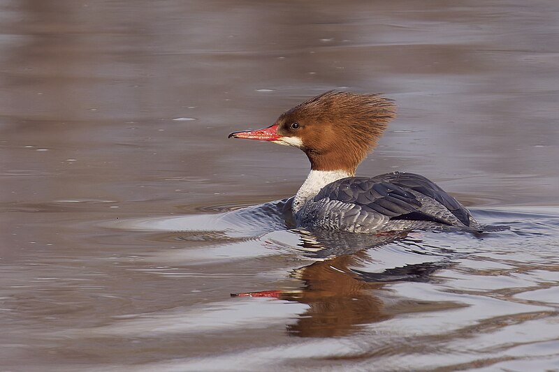 File:20240315 common merganser south meadows PD204178.jpg