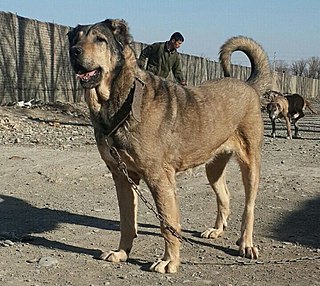 Sarabi dog Breed of livestock guardian dog