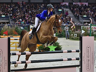 <span class="mw-page-title-main">Swiss Warmblood</span> Swiss breed of horse