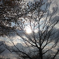 Sunlight through tree