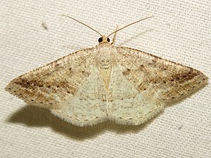 6807 - Tacparia detersata (Pale Alder) (14460921314).jpg