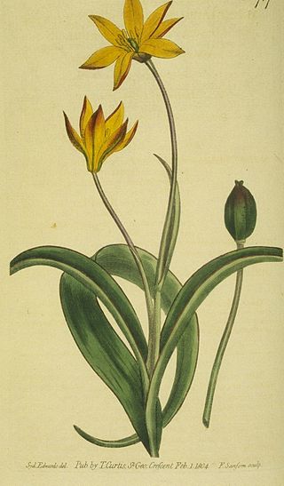 <span class="mw-page-title-main">Tulipeae</span> Tribe of flowering plants