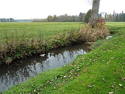 Stockenten, Bad Buchau