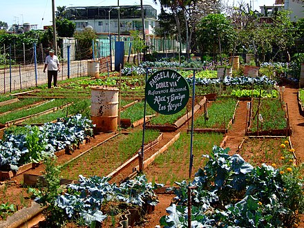 Farming enterprise in Havana, Cuba (2015)