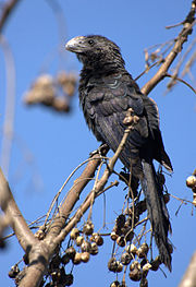 ANU-PRETO (Crotophaga ani).jpg