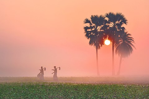 A foggy winter morning in Bangladesh