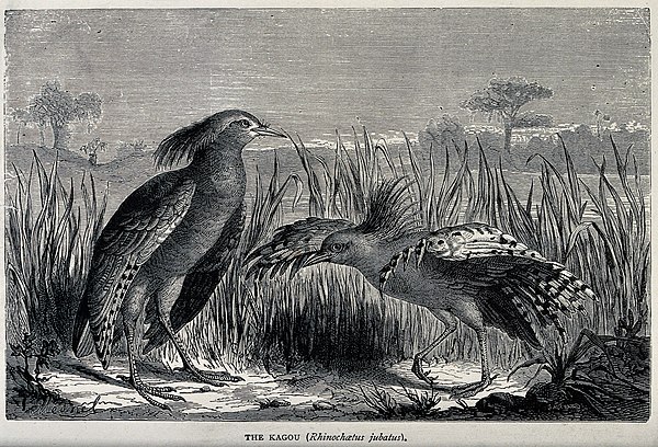 Wood engraving of a pair, by F. J. Gauchard