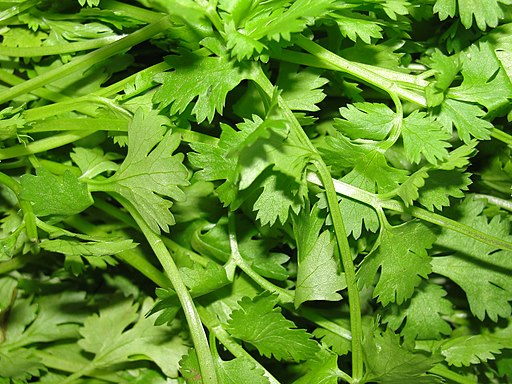 A scene of Coriander leaves