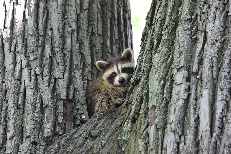 File:A small raccoon in a tree. (70d87864-8fc7-4af6-8698-739a53df1d0b).jpg