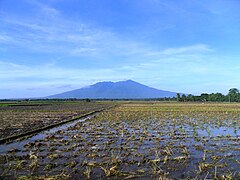 Bukid Isarog na makikita sa isang palayan