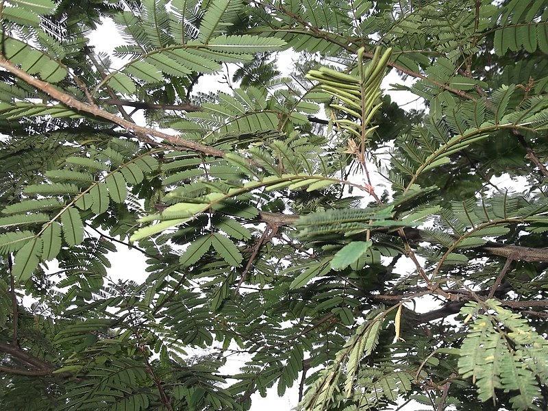 File:Acacia pennata-2-sanyasi malai-yercaud-salem-India.JPG