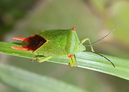 Acanthosoma labiduroides