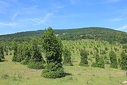 Countryside in La Póveda