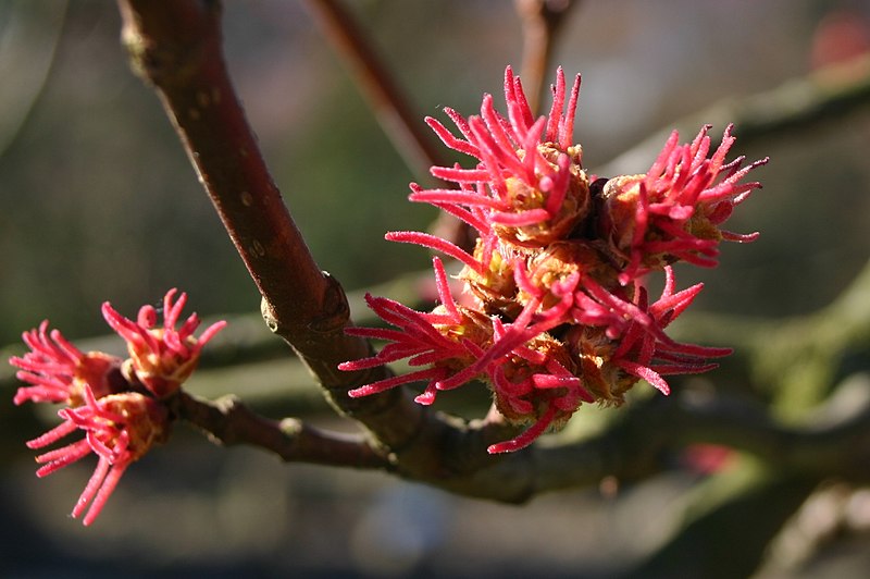 File:Acer-saccharinum-flowers.JPG