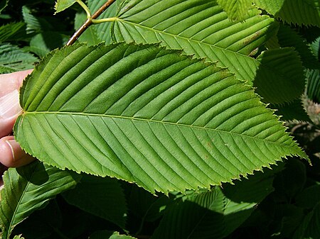 Tập_tin:Acer_capinifolium_leaf.jpg