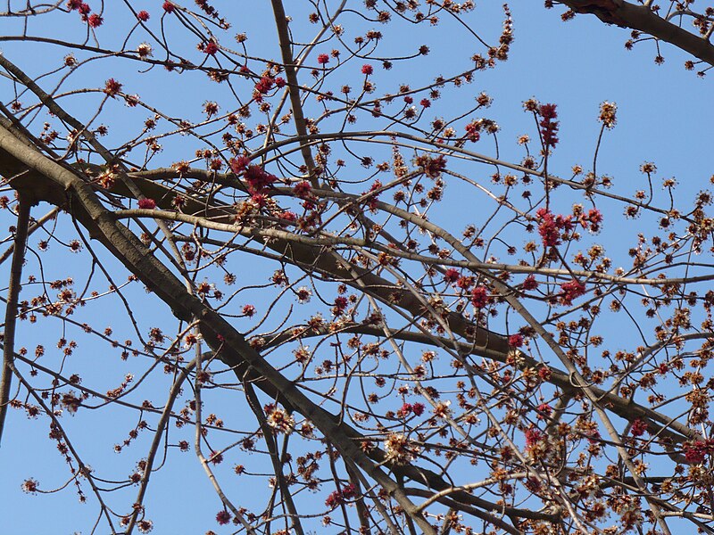 File:Acer rubrum inflorescence 03.JPG