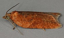 Acleris caledoniana, North Wales, August 2011 2 (19657012716).jpg