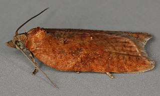 <i>Acleris caledoniana</i> Species of moth