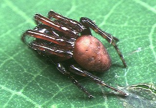 <i>Acusilas</i> Genus of spiders