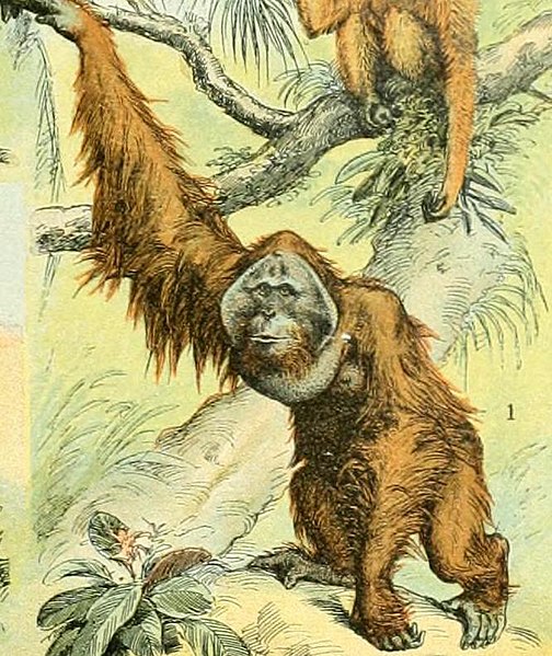 File:Adolphe Millot mammiferes A (1-Orangutan).jpg