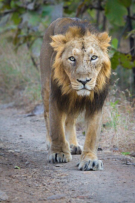 Tập_tin:Adult_Asiatic_Lion.jpg