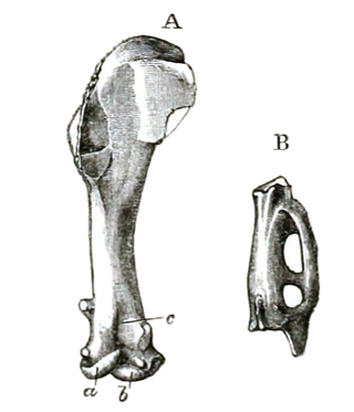 <i>Aegialornis</i> Extinct genus of birds