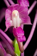 Aerides leeana