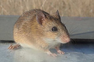 <span class="mw-page-title-main">Tete veld aethomys</span> Species of rodent