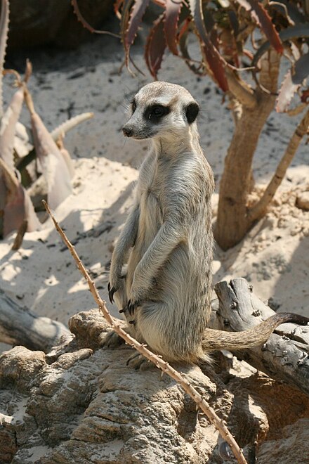 Meerkat