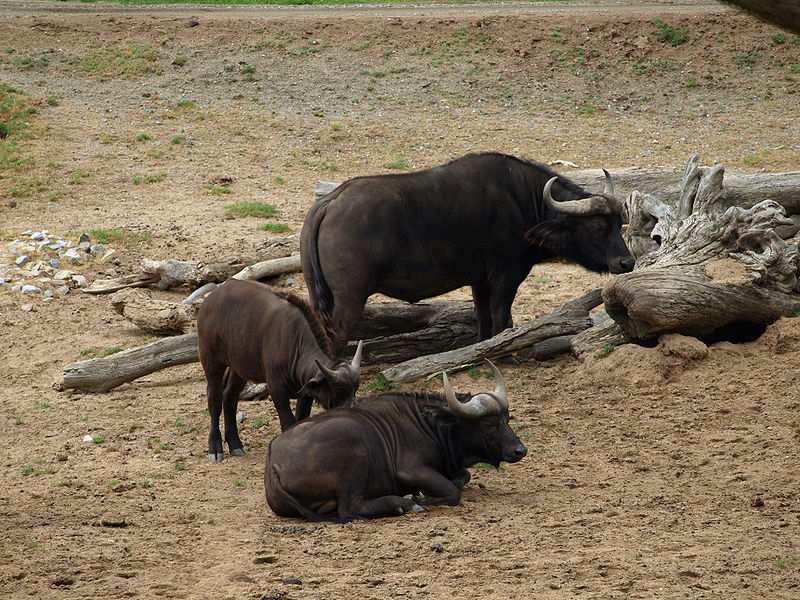 File:African buffalo at Wild Animal Park San Diego.jpg