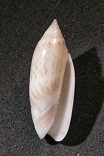 <i>Agaronia acuminata</i> species of mollusc