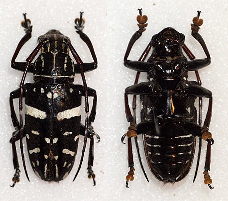 Agelasta (beetle)