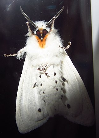 <span class="mw-page-title-main">Agreeable tiger moth</span> Species of moth