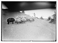 Agriculture, etc. Shepherd scenes. Shepherd boy leading his flock. Bedouin boy of the Jericho plain LOC matpc.02980.jpg